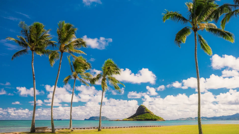 enoatours ultimate pearl harbor circle island palm trees beach island