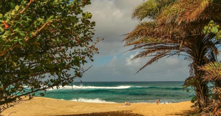 ht pht oahu pearl harbor o ahu circle island tour fr beach palm trees waves